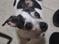 Lost Female Dog last seen Pacific and Ellen , Winnipeg, MB R3A 0M7