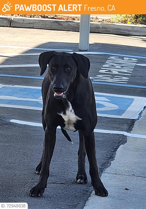 Found/Stray Unknown Dog last seen Marks Clinton, Fresno, CA 93722