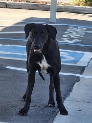 Found/Stray Unknown Dog last seen Marks Clinton, Fresno, CA 93722