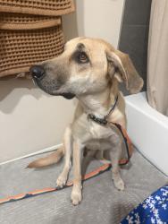 Found/Stray Female Dog last seen 122nd and countyline road, Yukon, OK 73099