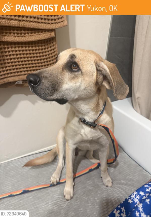 Found/Stray Female Dog last seen 122nd and countyline road, Yukon, OK 73099