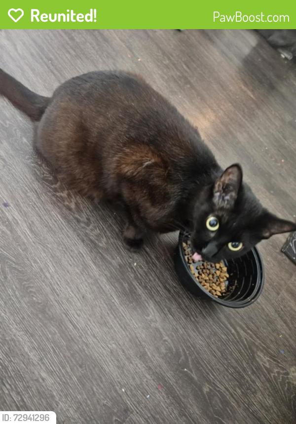 Reunited Female Cat last seen Cypress N Houston, Houston, TX 77429
