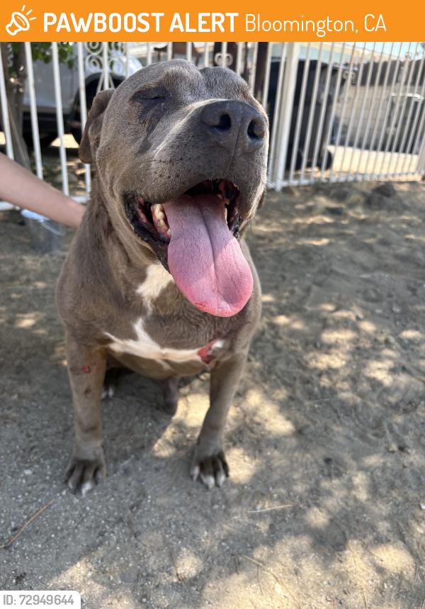 Found/Stray Male Dog last seen Linden Ave, Bloomington, CA 92376