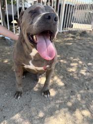 Found/Stray Male Dog last seen Linden Ave, Bloomington, CA 92376