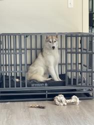 Reunited Male Dog last seen Near Parkside Dr, Knoxville, TN 37934, USA, Knoxville, TN 37934