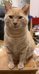 Reunited Male Cat last seen Edsel Drive, Milpitas, CA 95035