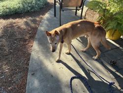 Reunited Male Dog last seen Fowler and Shaw, Clovis, CA 93611