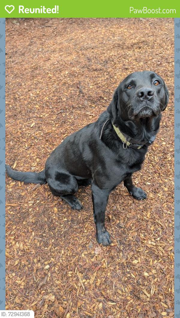 Reunited Male Dog last seen Highway 26, Williams Rd, Kathy Lane, Pioneer, CA 95666