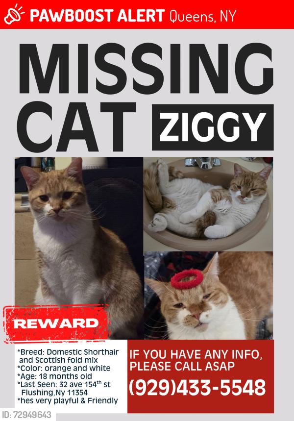 Lost Male Cat last seen Browne park , Queens, NY 11354