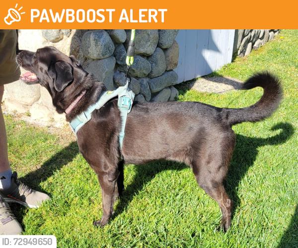 Found/Stray Male Dog last seen Lemon Avenue near Altaloma junior high, Rancho Cucamonga, CA 91701