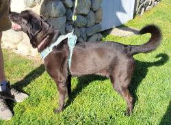 Found/Stray Male Dog last seen Lemon Avenue near Altaloma junior high, Rancho Cucamonga, CA 91701