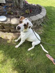 Found/Stray Male Dog last seen Sports of all sorts , Florence, KY 41042