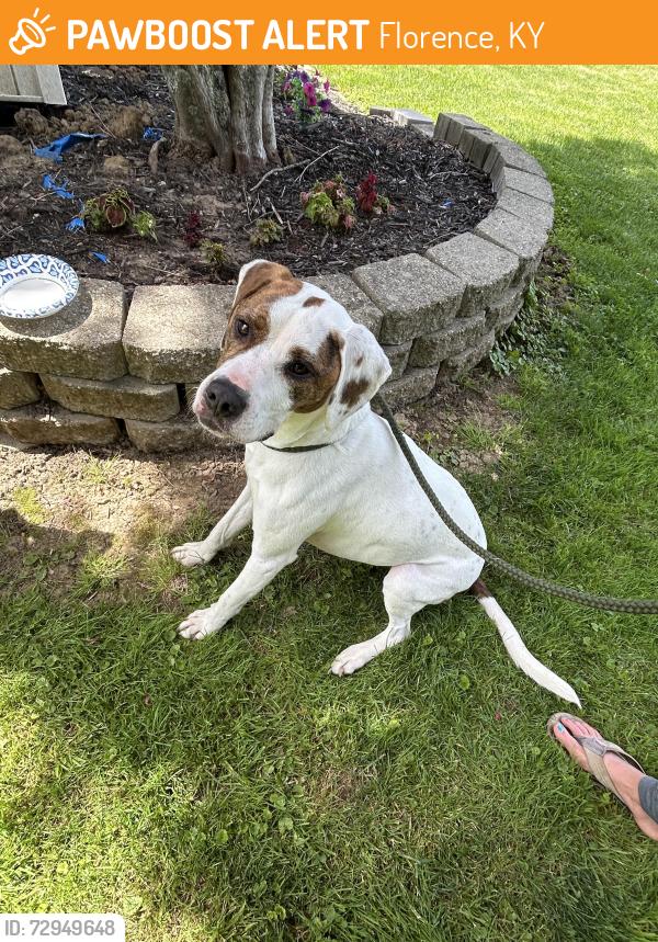 Found/Stray Male Dog last seen Sports of all sorts , Florence, KY 41042