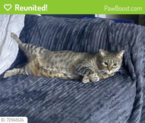 Reunited Female Cat last seen Under house 24397 bay avenue , Milford, DE 19963