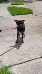 Found/Stray Female Dog last seen Pinyon Creek & Lakedale, Copperfield Middlegate Village, TX 77095