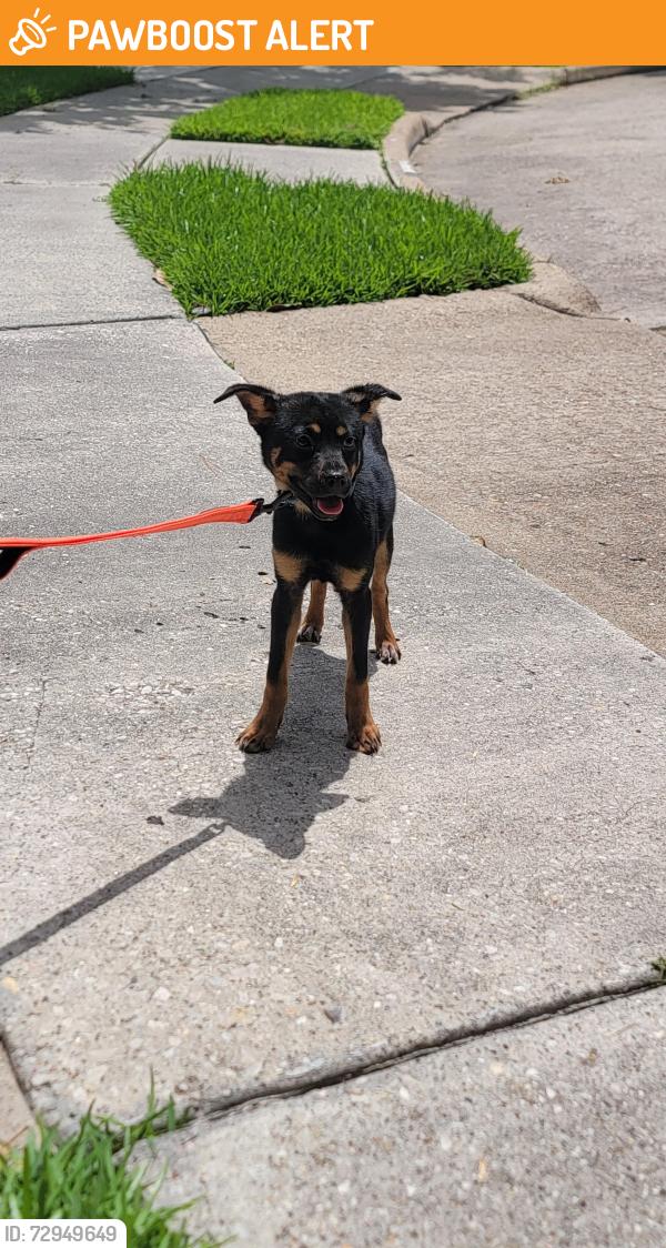 Found/Stray Female Dog last seen Pinyon Creek & Lakedale, Copperfield Middlegate Village, TX 77095
