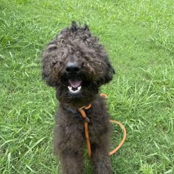 Shelter Stray Male Dog last seen , Red Bank, TN 37415