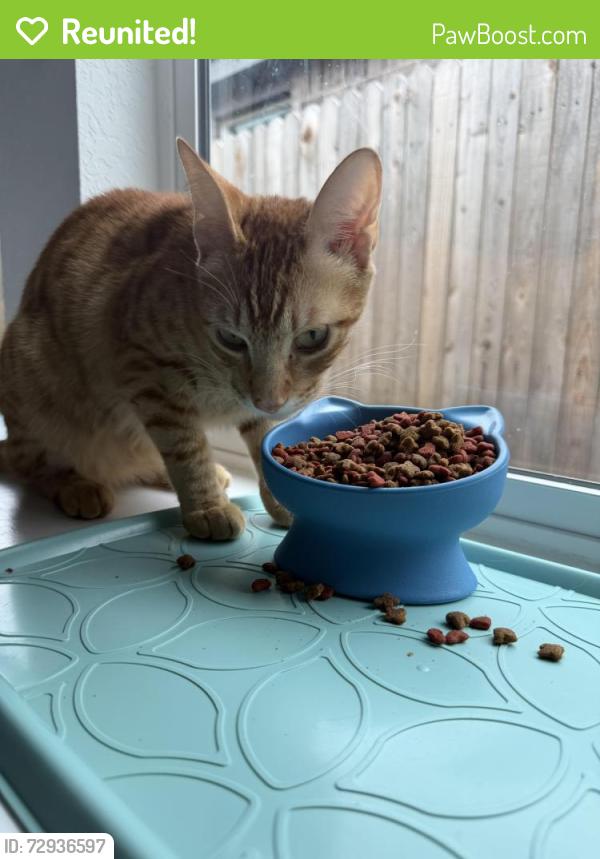 Reunited Male Cat last seen Behind Navarro Ranch Amenity Center, Geronimo, TX 78155
