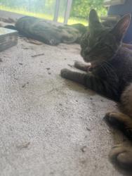 Found/Stray Unknown Cat last seen Bronson Lake road east of gray road , Oregon Township, MI 48446