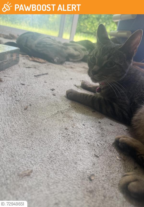 Found/Stray Unknown Cat last seen Bronson Lake road east of gray road , Oregon Township, MI 48446
