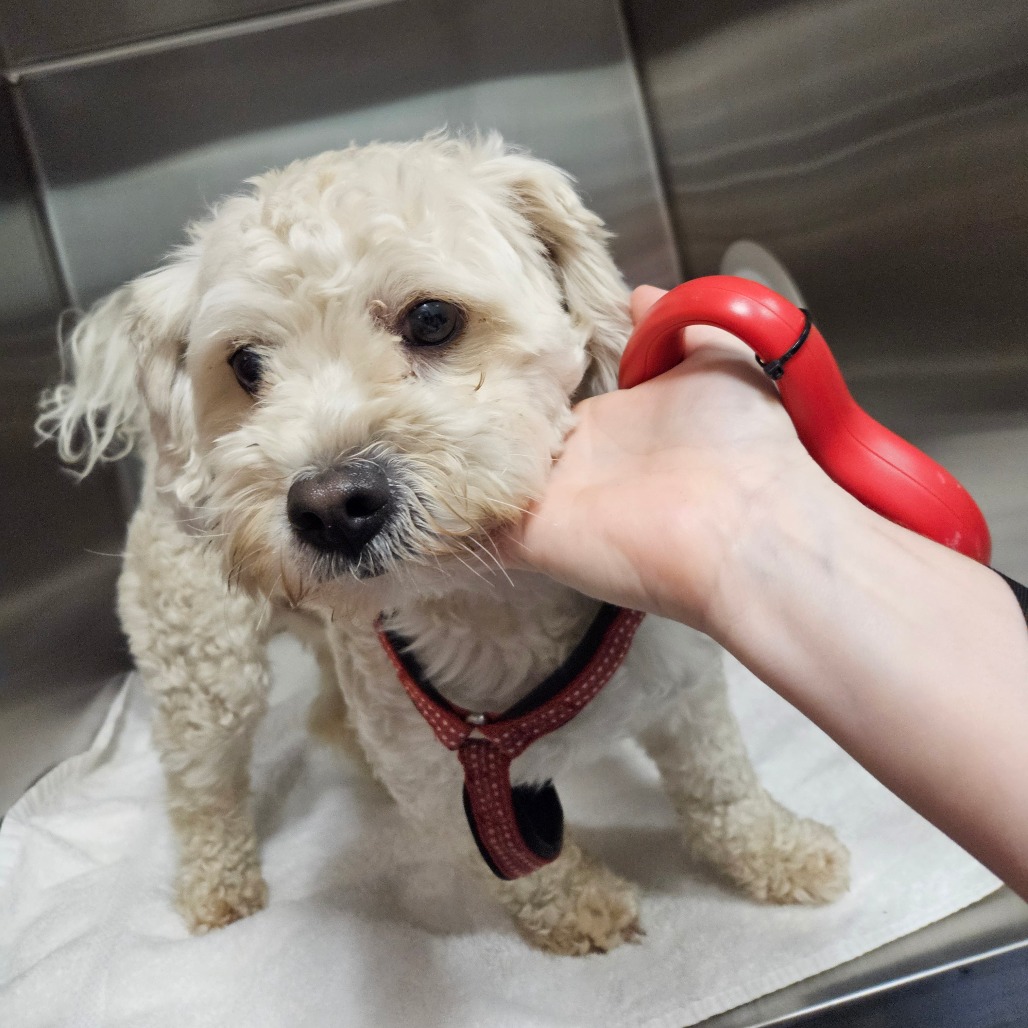 Shelter Stray Male Dog last seen , Greensboro, NC 27409