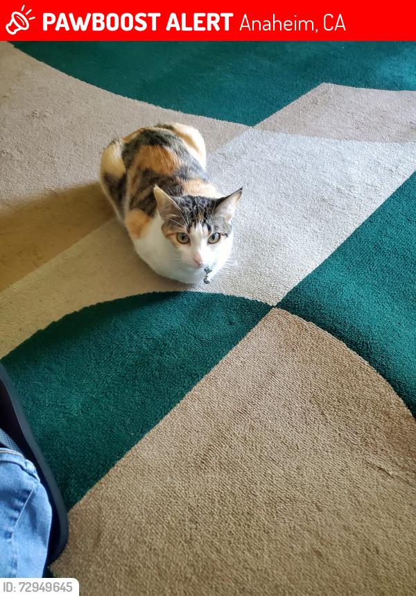 Lost Female Cat last seen 635Nchippews, Anaheim, CA 92801