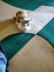 Lost Female Cat last seen 635Nchippews, Anaheim, CA 92801
