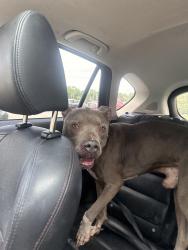 Found/Stray Male Dog last seen Near S Arlington Ave, Indianapolis, IN 46203