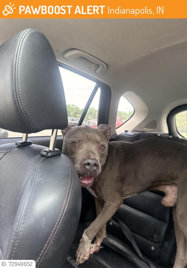 Found/Stray Male Dog last seen Near S Arlington Ave, Indianapolis, IN 46203