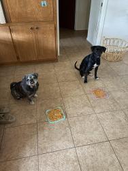 Reunited Male Dog last seen Ramsey, San Antonio, TX 78216