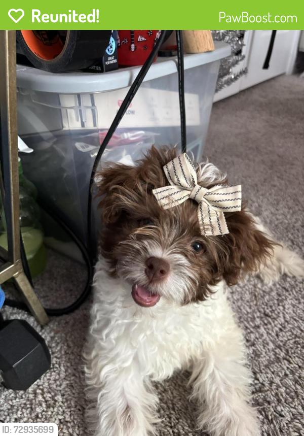 Reunited Female Dog last seen western Lucky Lady convenience store, Fort Worth, TX 76135