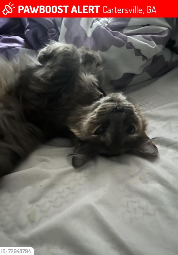 Lost Female Cat last seen Brent circle and Mission Road, Cartersville, GA 30120
