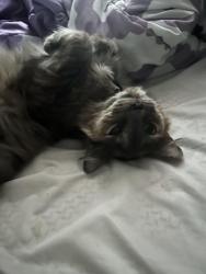 Lost Female Cat last seen Brent circle and Mission Road, Cartersville, GA 30120
