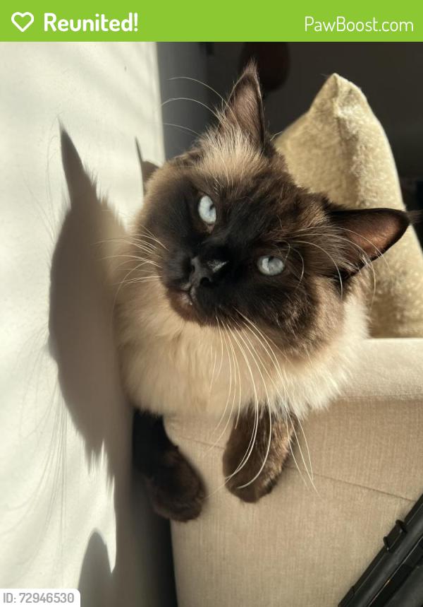 Reunited Male Cat last seen Paddock close luton, Paddock Cl, England LU4 0TY