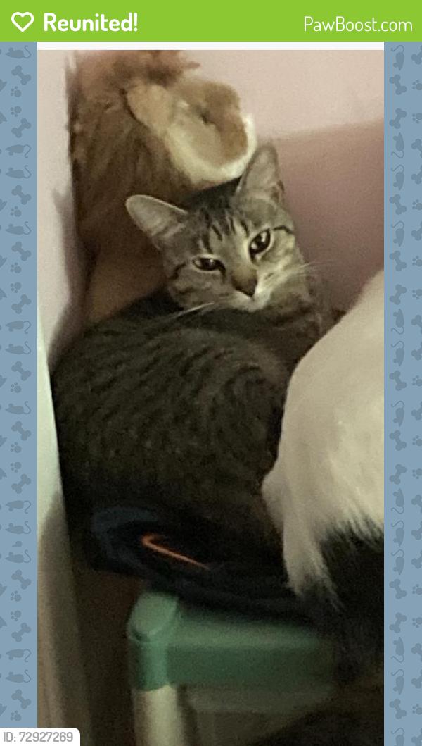 Reunited Male Cat last seen Grand Blvd., New Port Richey, FL 34652