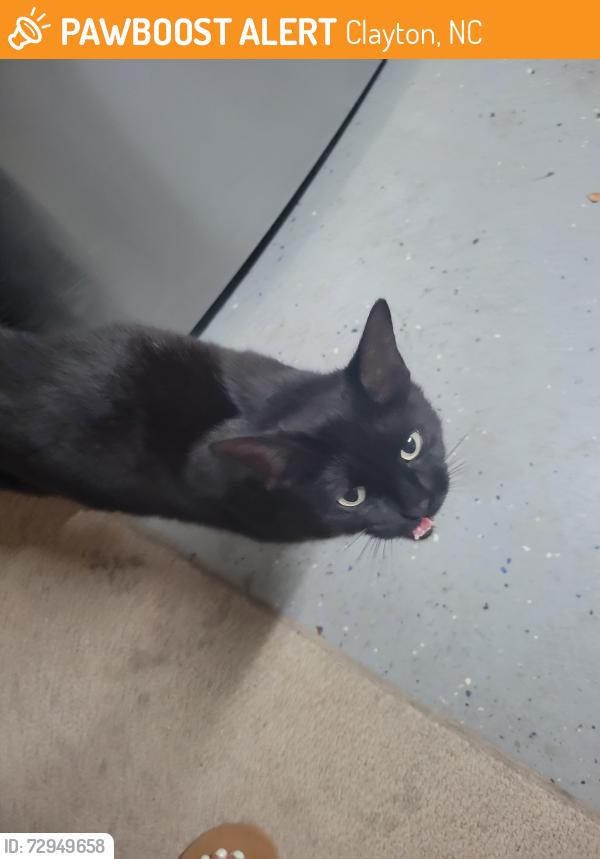 Found/Stray Unknown Cat last seen Winding Oak Way, Clayton, NC 27520