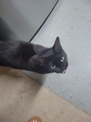 Found/Stray Unknown Cat last seen Winding Oak Way, Clayton, NC 27520