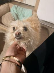 Found/Stray Unknown Dog last seen Cheyenne st, Travis St, Hesperia , Hesperia, CA 92345