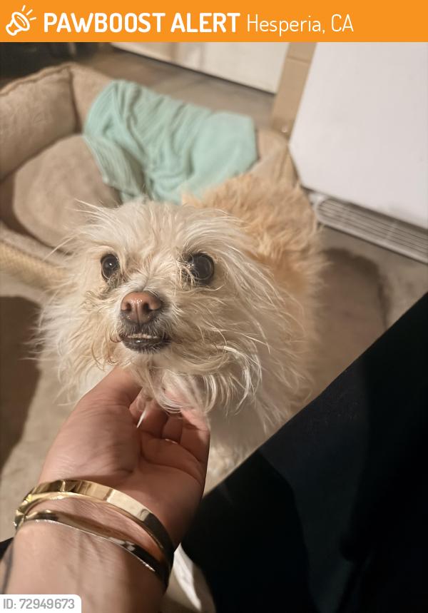 Found/Stray Unknown Dog last seen Cheyenne st, Travis St, Hesperia , Hesperia, CA 92345