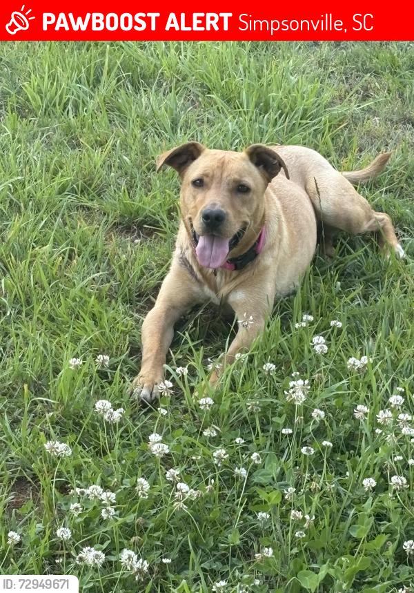 Lost Female Dog last seen Angie lane and Woodruff Road, Simpsonville, SC 29681