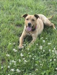 Lost Female Dog last seen Angie lane and Woodruff Road, Simpsonville, SC 29681