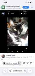 Reunited Female Cat last seen Bridgton rd and Bridgton place dr , Winston-Salem, NC 27127