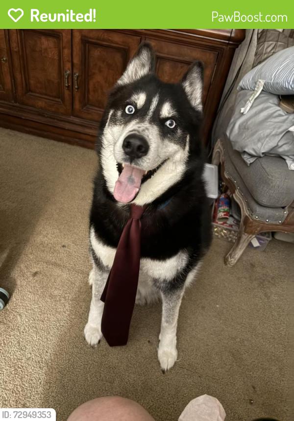 Reunited Male Dog last seen River Road and Etowah School Road, Etowah, NC 28739