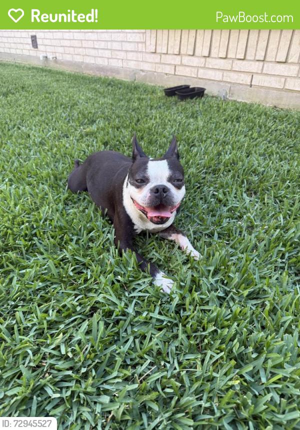 Reunited Male Dog last seen Gas station on Barker Cypress and Wesf Little York, Houston, TX 77084