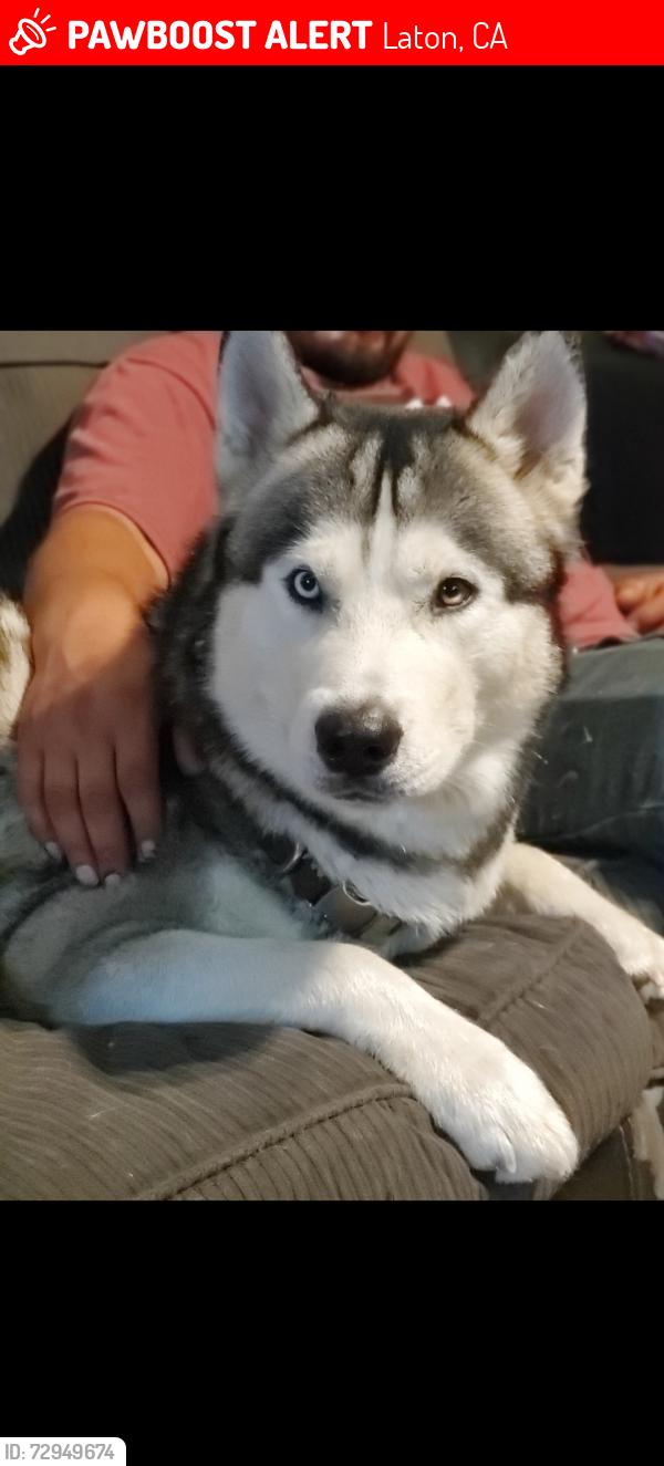 Lost Male Dog last seen Latonia, Laton, CA 93242
