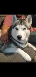 Lost Male Dog last seen Latonia, Laton, CA 93242