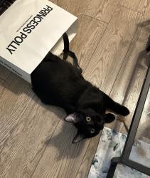 Lost Male Cat last seen Sunser Ridge Park, Newport Beach, CA 92663