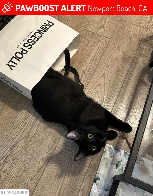 Lost Male Cat last seen Sunser Ridge Park, Newport Beach, CA 92663