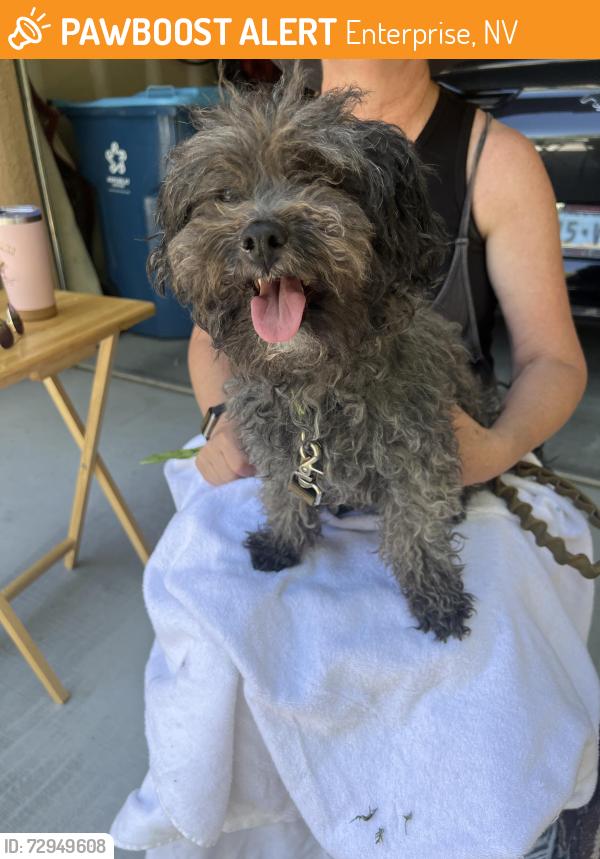 Found/Stray Male Dog last seen Canyon Diablo/Prairie Grove rd, Enterprise, NV 89179