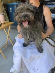 Found/Stray Male Dog last seen Canyon Diablo/Prairie Grove rd, Enterprise, NV 89179
